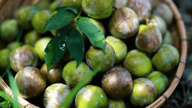 Summer fruit-picking getaways in Guangdong