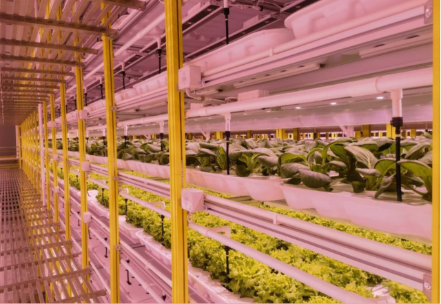 参观植物工厂  
