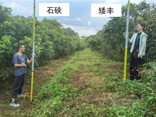 石峡龙眼与矮丰龙眼的株高对比。 石峡龙眼与矮丰龙眼的株高对比。