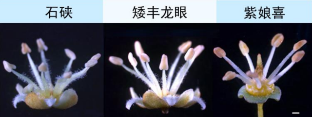 雄花对比。 雄花对比。