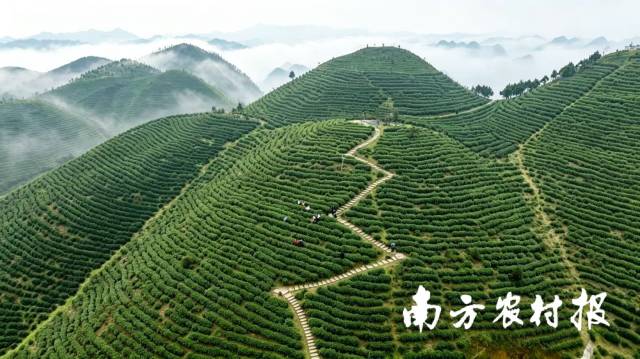 梅花山茶园。(中共田林县委宣传部供图) 梅花山茶园。(中共田林县委宣传部供图)