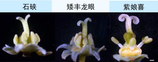 磁花对比。 磁花对比。