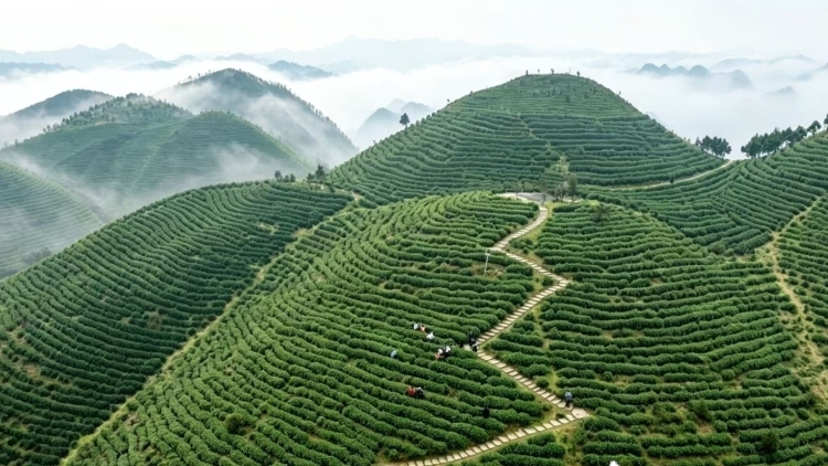 田林绿茶斩获第十六届“中茶杯”国际鼎承茶王赛金奖