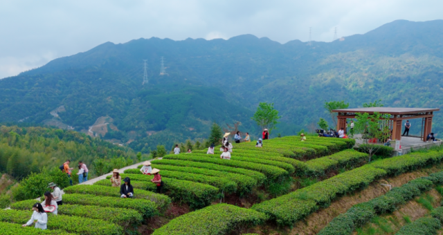 陆河高山茶园 陆河高山茶园