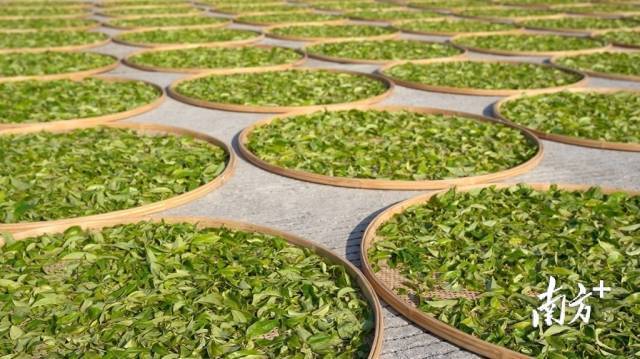 海丰莲花山茶具有“金黄汤、蜜栗香”的鲜明特质。 海丰莲花山茶具有“金黄汤、蜜栗香”的鲜明特质。