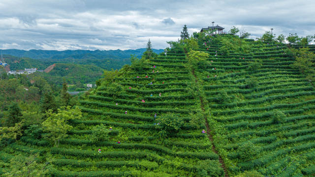 河源市紫金县茶农在采收茶青。 河源市紫金县茶农在采收茶青。