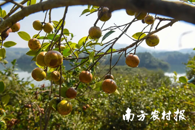 河源龙川茶油果 河源龙川茶油果