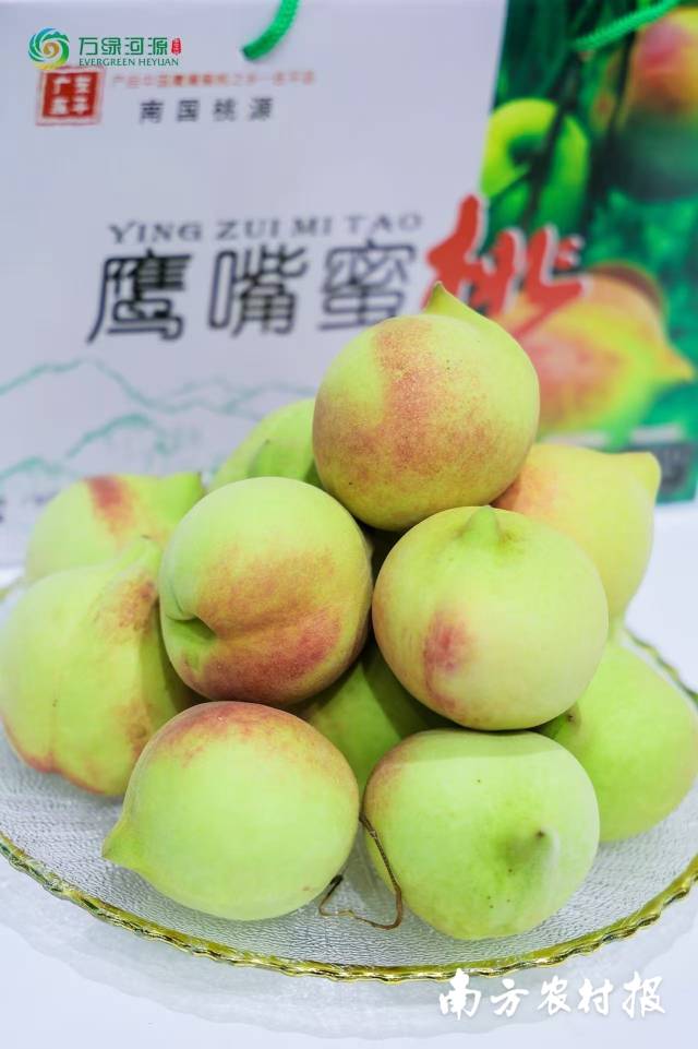 “桃中极品”连平鹰嘴蜜桃。