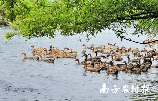三穗鸭。 三穗鸭。