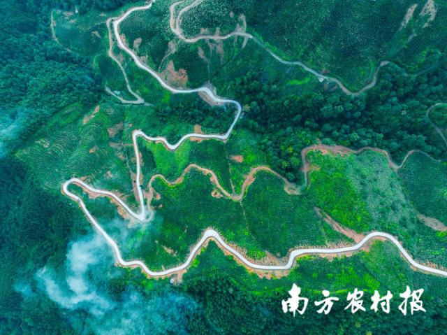 广西三江,中国油茶之乡,61.7万亩油茶林,绿染千山。 广西三江,中国油茶之乡,61.7万亩油茶林,绿染千山。