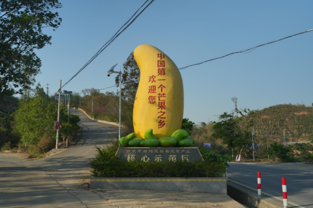 田阳是中国首个“芒果之乡”。