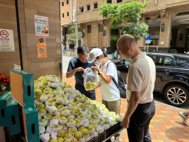 连平鹰嘴蜜桃在澳门畅销。 连平鹰嘴蜜桃在澳门畅销。