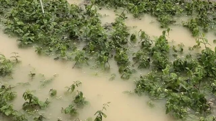 洪水下守护桂字号茉莉花名片，新茶饮行业从应急公益走向产地共生共建
