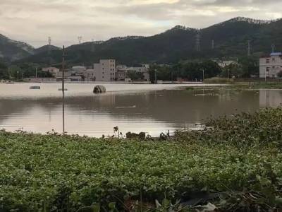 探访广西横州茉莉花田受灾情况，茉莉花农：“自家损失近30万！”｜一线直击广西汛情