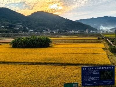 “外力”变“内力”，“输血”变“造血”：大埔县域振兴背后的帮扶力量
