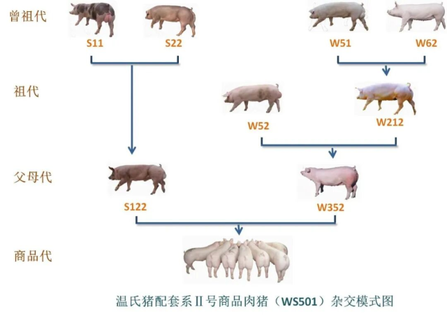 温氏WS501猪  受访者供图
