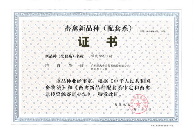 温氏WS501猪  受访者供图
