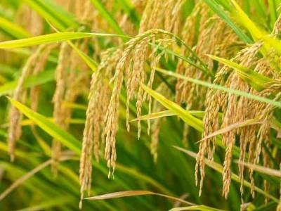 掷资两千万面向全国“发榜”！广东省种业集团探索企科协作新机制