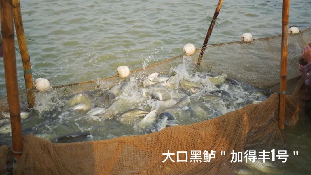 大口黑鲈“加得丰1号”养殖喜获丰收。 大口黑鲈“加得丰1号”养殖喜获丰收。