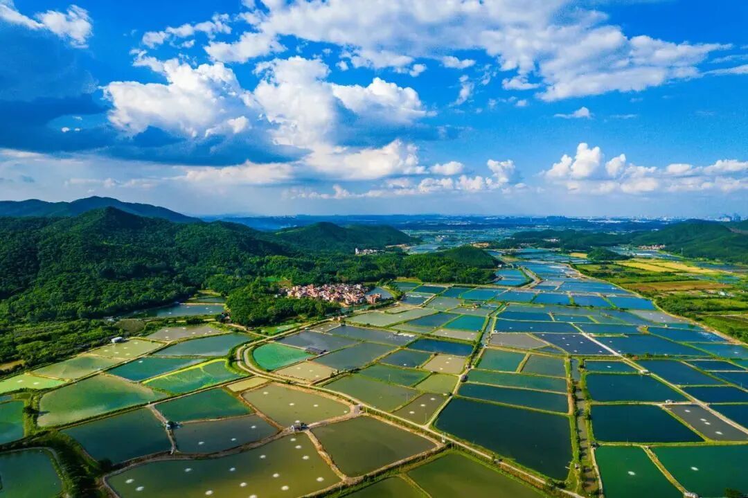不显示图说 通讯员 荷宣 供图