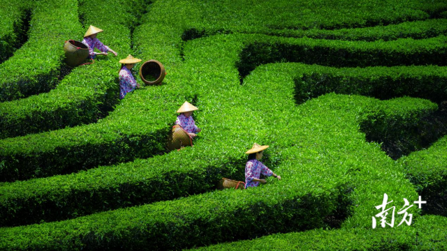 岭头茶园。杨义和 摄 岭头茶园。杨义和 摄