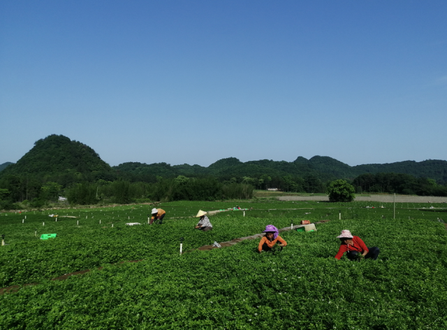 阳山西洋菜基地。 阳山西洋菜基地。