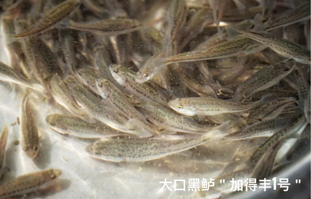 大口黑鲈“加得丰1号”鱼苗。 大口黑鲈“加得丰1号”鱼苗。