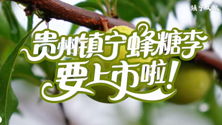贵州镇宁蜂糖李要上市啦！