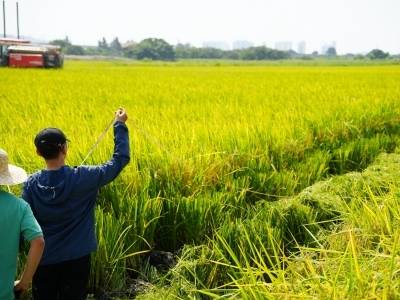稻香里“算”丰收！滨海盐碱地水稻栽培技术观摩测产会开进汕头