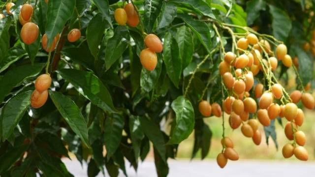 韶关新丰：黄皮丰产迎丰收！特色产业铺就乡村振兴富民路