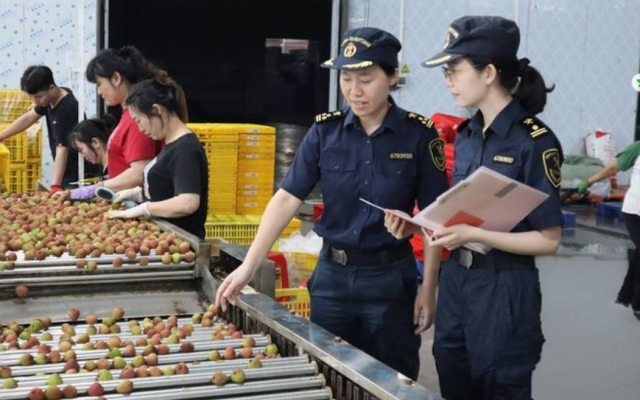 出口企业基地,工人在生产线上分拣荔枝,海关关员现场监管检疫。 出口企业基地,工人在生产线上分拣荔枝,海关关员现场监管检疫。