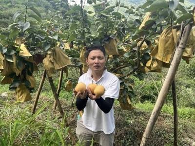 科技赋能结硕果，校企联铺致富路！信宜市茶山镇成功引种晶宝梨