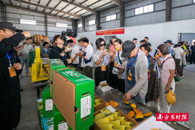 采购商在玖丰农业加工分拣中心了解品尝田阳芒果。