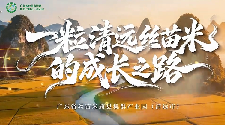 一粒清远丝苗米的成长之路