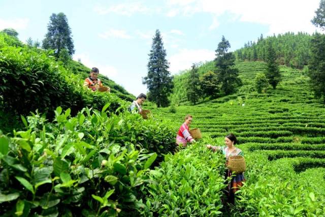 △三冲缘高山茶园。 △三冲缘高山茶园。