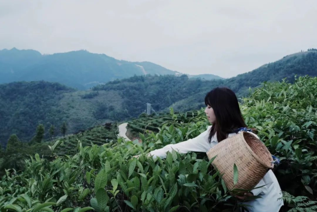 △采茶体验图/小红书 薪妃妃 △采茶体验图/小红书 薪妃妃