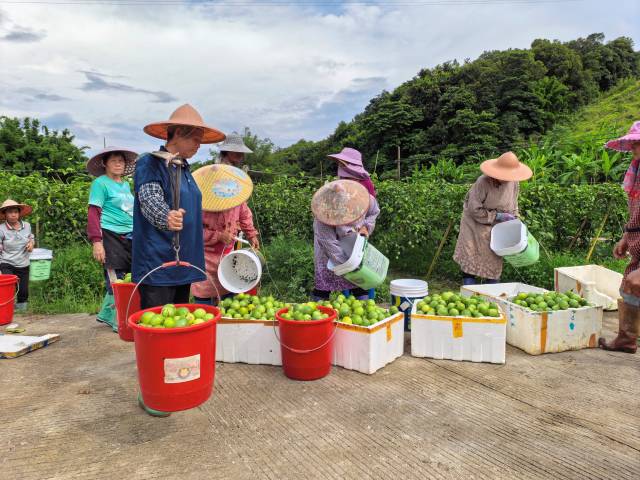百香果基地迎来大丰收