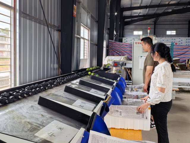 村民在帮扶车间自动化分拣流水线上作业