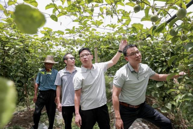 在工作队的帮扶下,墩背村的50亩百香果基地迎来丰收。 在工作队的帮扶下,墩背村的50亩百香果基地迎来丰收。