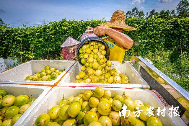 河角村村民将采摘的百香果装箱。
