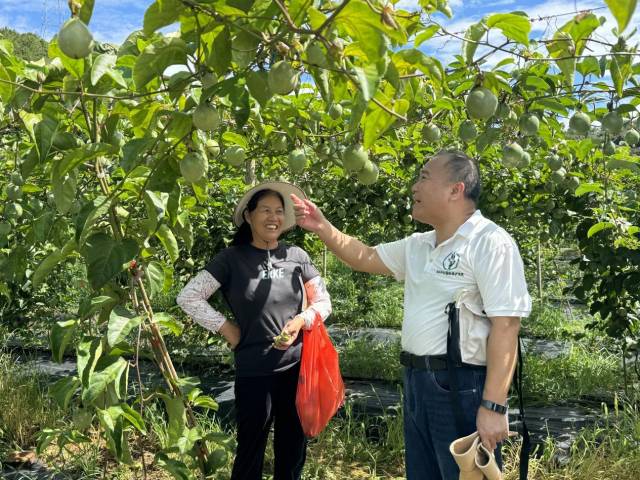 吴建辉(右)向种植户讲述百香果病虫害防治要点。 吴建辉(右)向种植户讲述百香果病虫害防治要点。