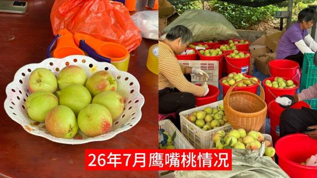 2026年7月鹰嘴桃园丰收实拍,规范绿色防控后果品光洁、产量大幅提升。 2026年7月鹰嘴桃园丰收实拍,规范绿色防控后果品光洁、产量大幅提升。