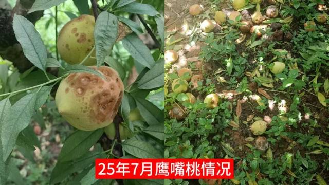 2025年7月鹰嘴桃园实拍,果实大面积感染病害,病斑、落果问题突出。 2025年7月鹰嘴桃园实拍,果实大面积感染病害,病斑、落果问题突出。