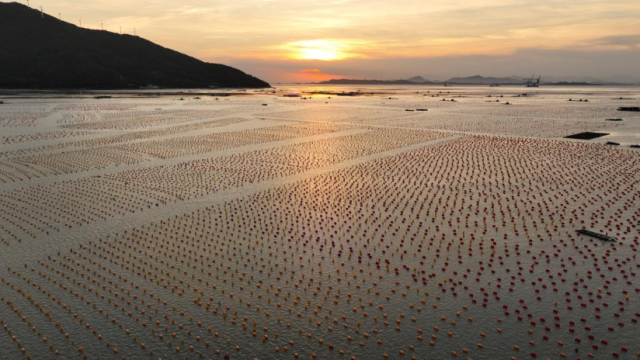 夕阳下的三澳村彩虹海航拍。蔡智灿摄 夕阳下的三澳村彩虹海航拍。蔡智灿摄