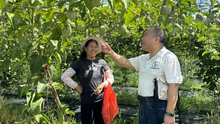 农技下乡送“良方”！华农科技特派员助力龙川上坪镇果业提质增效