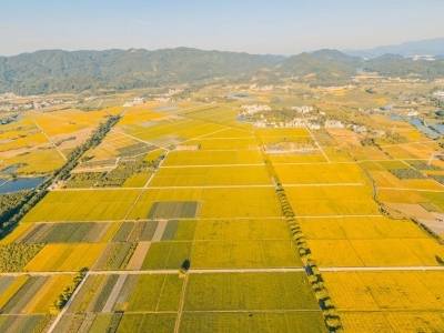 一粒香米的“基因进化论”