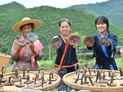 林间灵芝采收忙！连南涡水镇林下灵芝迎来丰收季