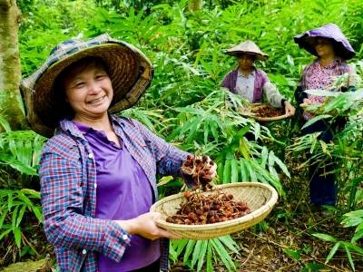 锚定千亿产值，广东林下经济如何发力？| 政经观察