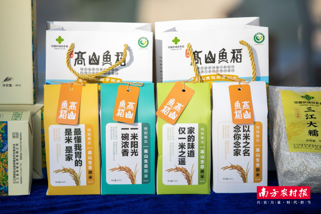 三江高山鱼稻。 三江高山鱼稻。