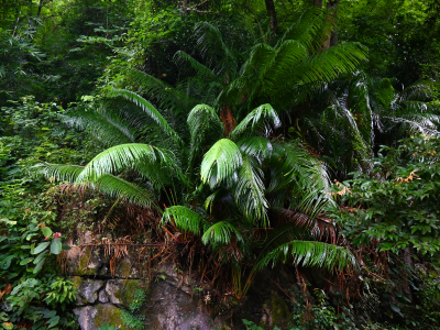 与恐龙同代，从3亿年前走来！连州惊现“植物界大熊猫”仙湖苏铁野生群落